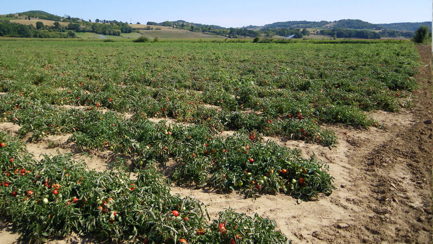 Champ  coopÃ©rative Terre du Sud jus tomate marmande